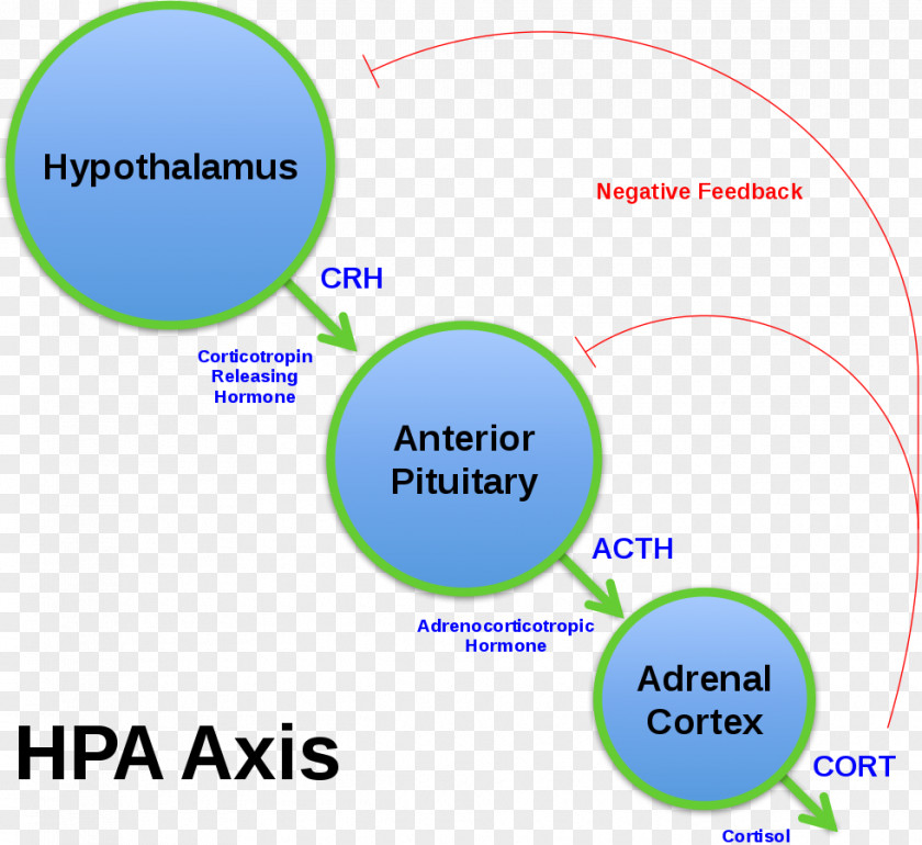 Gut Brain Axis Corticotropin-releasing Hormone Adrenocorticotropic Releasing And Inhibiting Hormones Cortisol Hypothalamic–pituitary–adrenal PNG