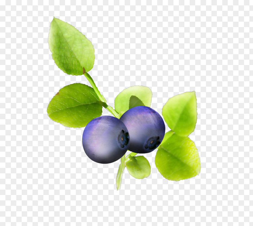 Blueberry Bilberry Violet Fruit PNG