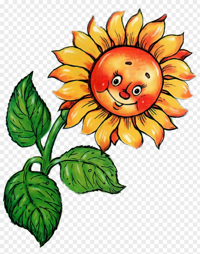 Flower Common Sunflower Drawing Seed Clip Art PNG