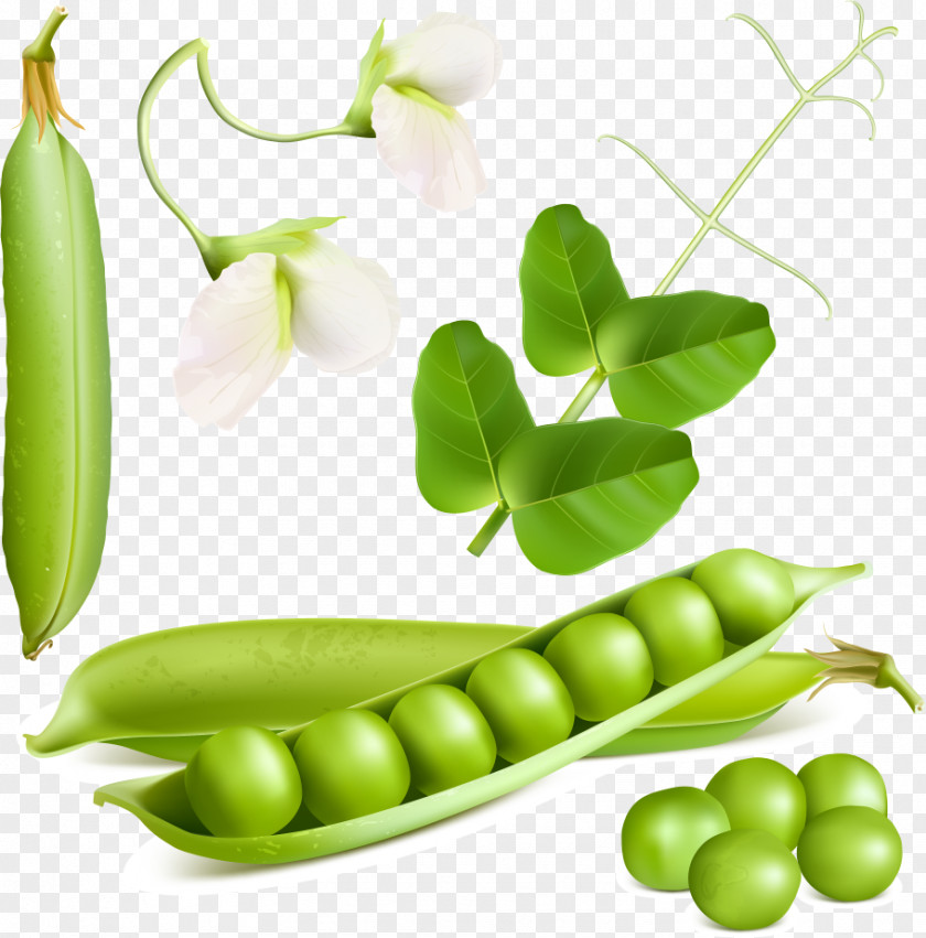 Fresh Pea Design Vector Material Vegetable Illustration PNG