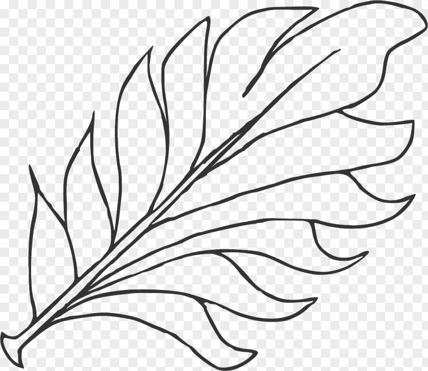 Leaf Line Art. PNG