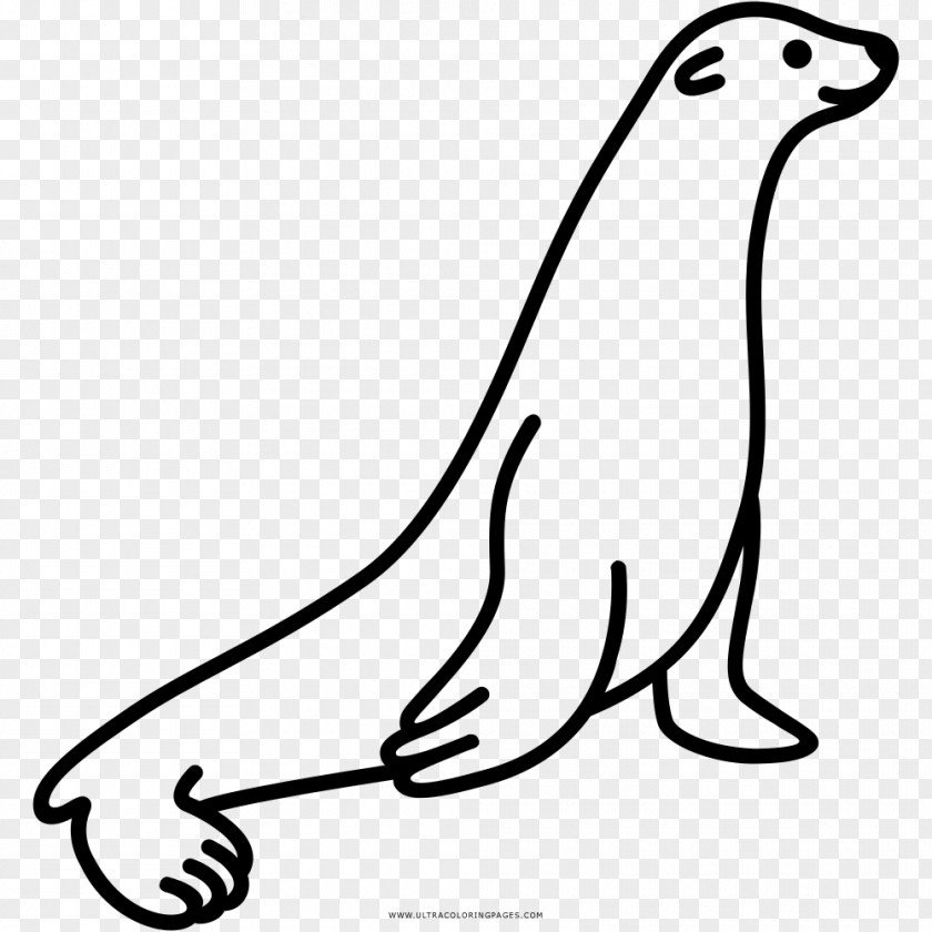 Lion Sea Earless Seal Drawing Coloring Book PNG