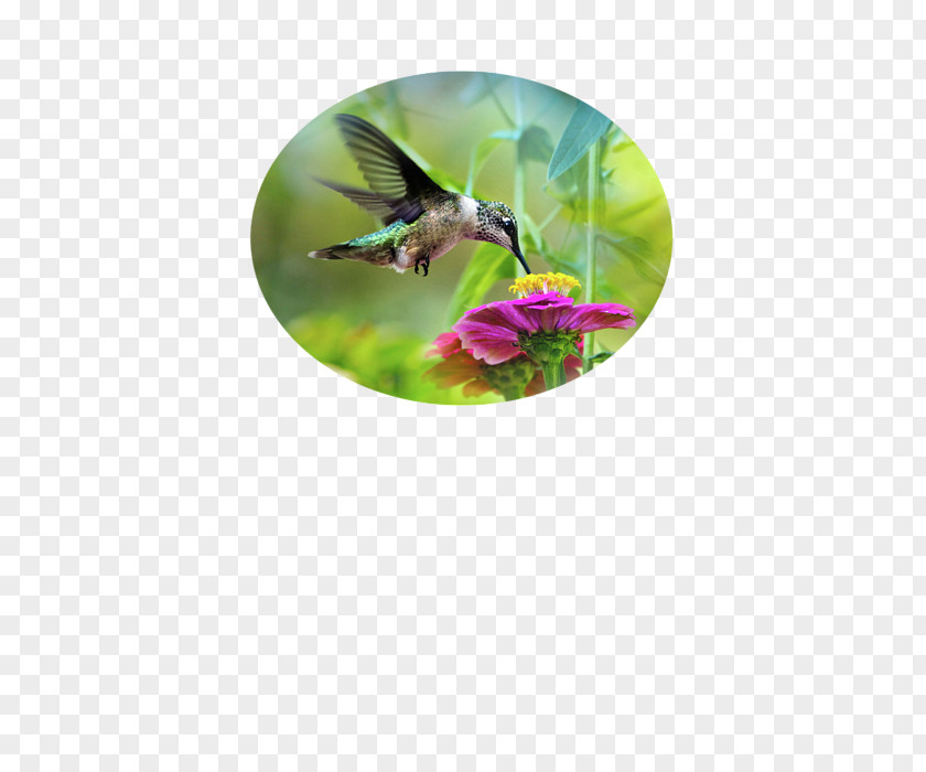 Sweet Wind Ruby-throated Hummingbird Paper Printing Photography PNG