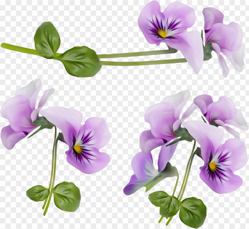 Violet Family Viola Flower Flowering Plant Purple PNG