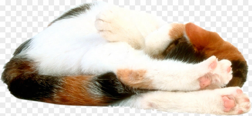 Cat Whiskers Kitten Snout Claw PNG