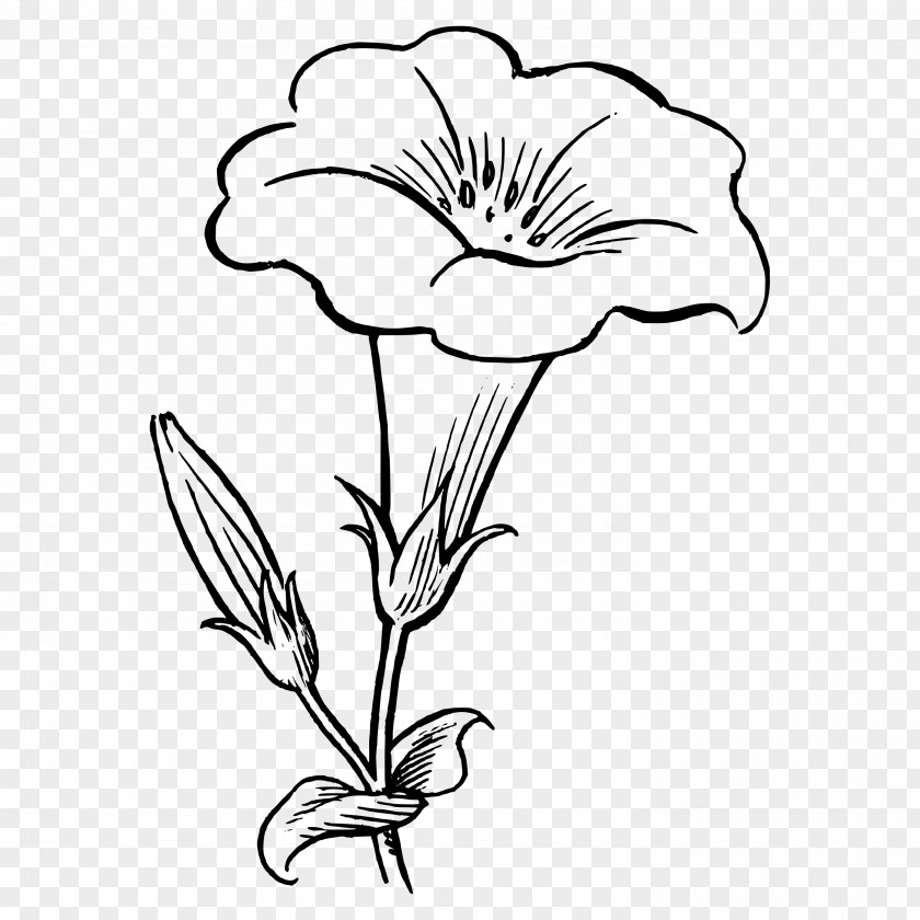 Flower Coloring Book Clip Art PNG