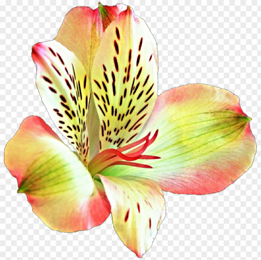 Flower Lily Of The Incas Desktop Wallpaper Lilium PNG