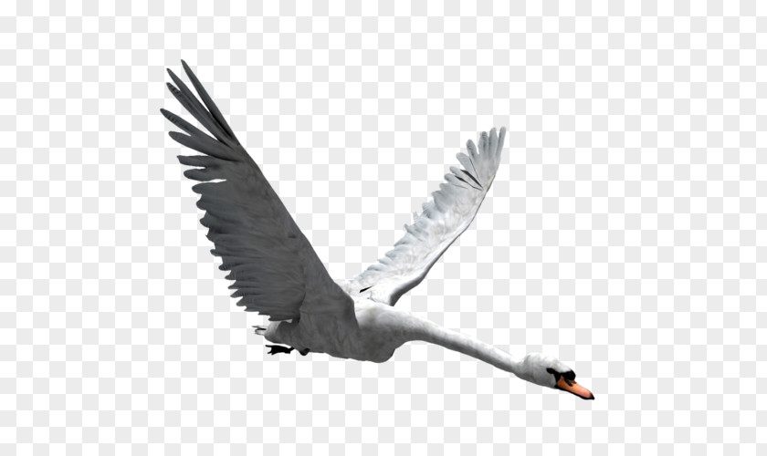 Goose Cygnini Duck Anatidae Bird PNG