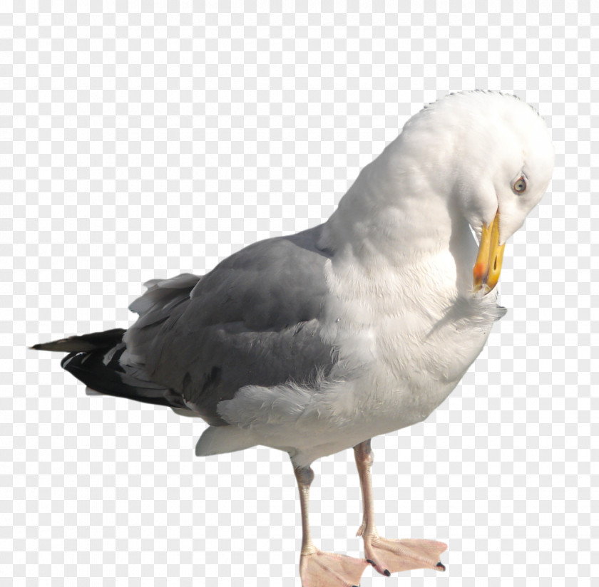 Gull Bird Common PNG