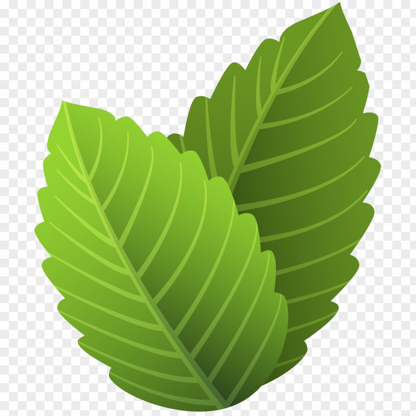 Leaf Cartoon Spring PNG