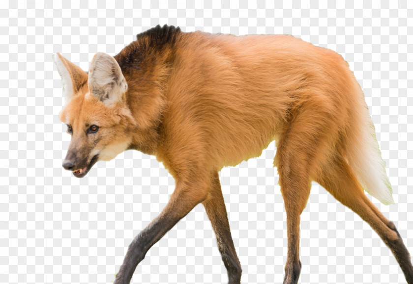 Dog Breed Maned Wolf Dhole Lion PNG