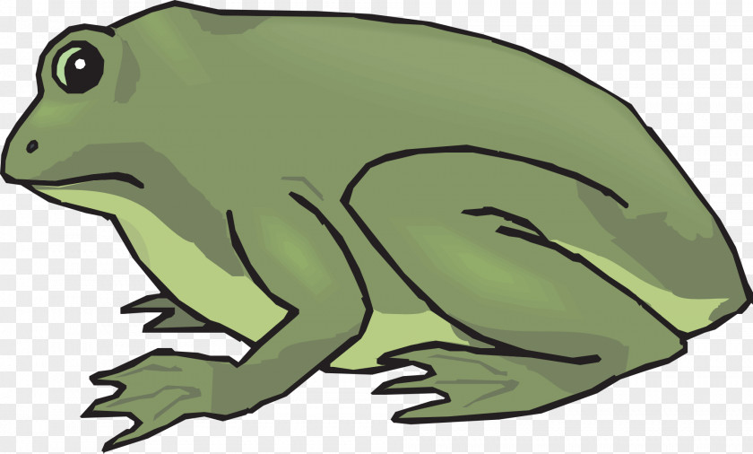 Frog True Amphibian Toad Clip Art PNG