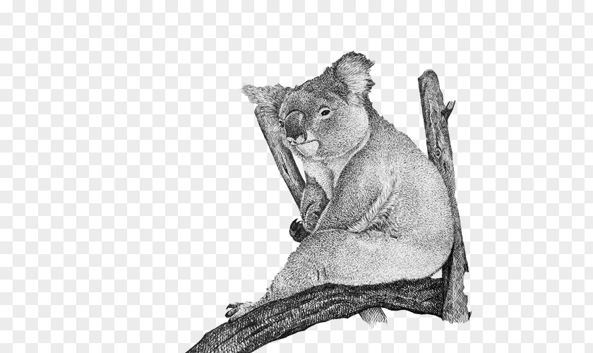 Koala Daze Pen Drawing Material Picture Cougar Cat Whiskers Fur PNG