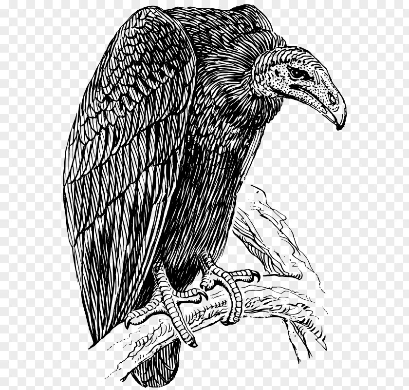 Vulture Turkey Drawing Clip Art PNG