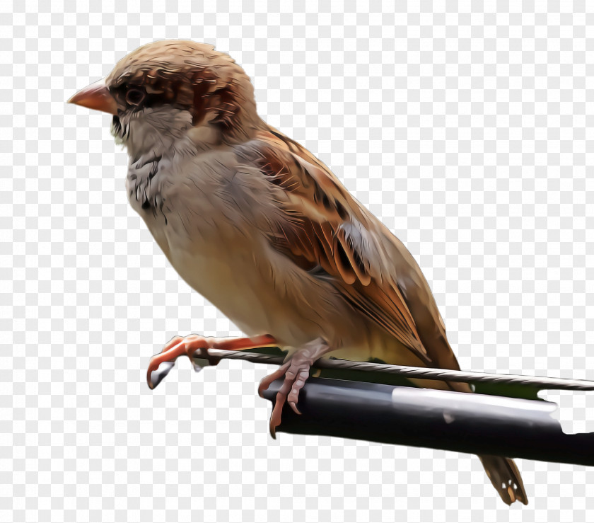 Wren Chipping Sparrow Bird House Beak Songbird PNG