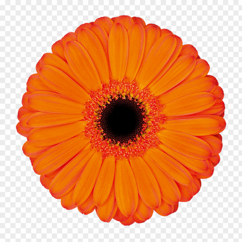 Applause Transvaal Daisy Cut Flowers Kwekerij De Zuidplas Floristry PNG
