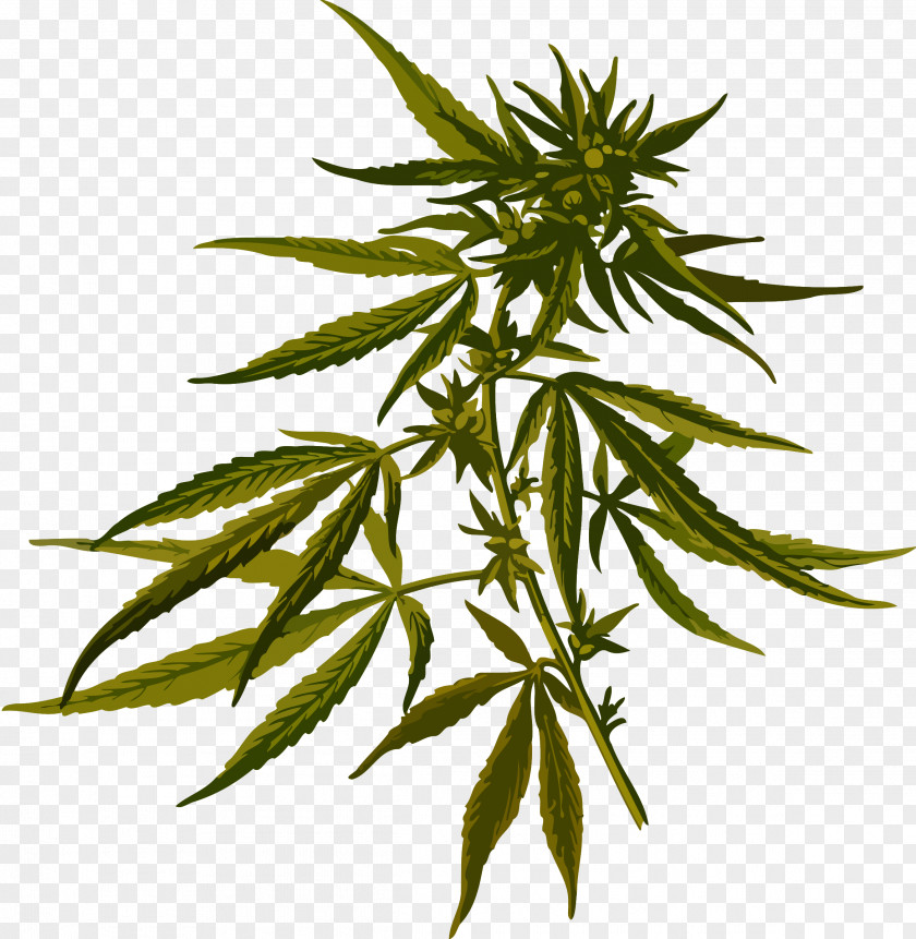 Cannabis Sativa Marijuana Hemp Medical PNG