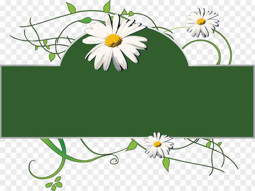 Daisies Frame Flower Floral PNG