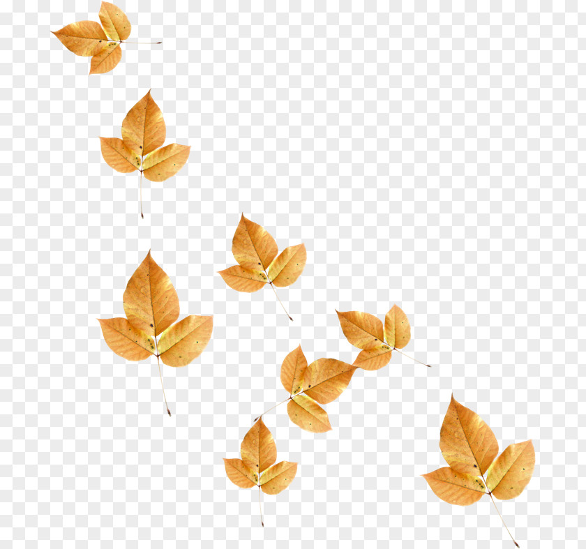 Gold Leaf Orange S.A. PNG
