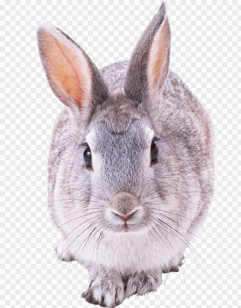 Rabbit Image Mini Lop French PNG