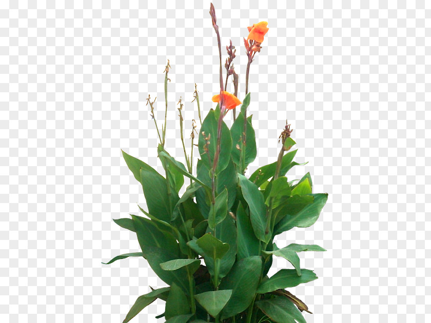 Tree Edible Canna Rendering PNG