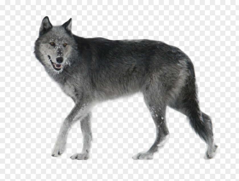 Wolf Czechoslovakian Wolfdog Seppala Siberian Sleddog Kunming Saarloos Coyote PNG