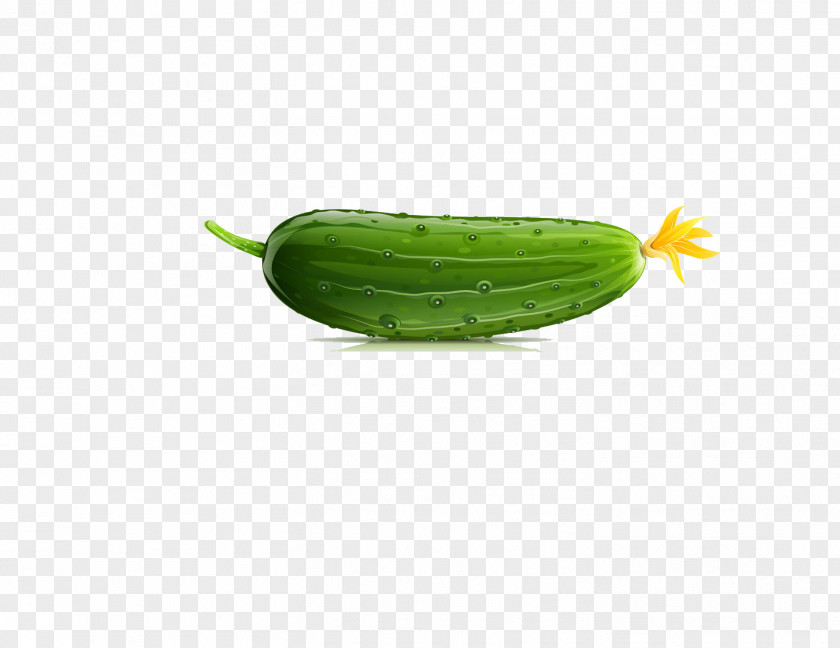 A Cucumber Armenian Pepino Vegetable PNG