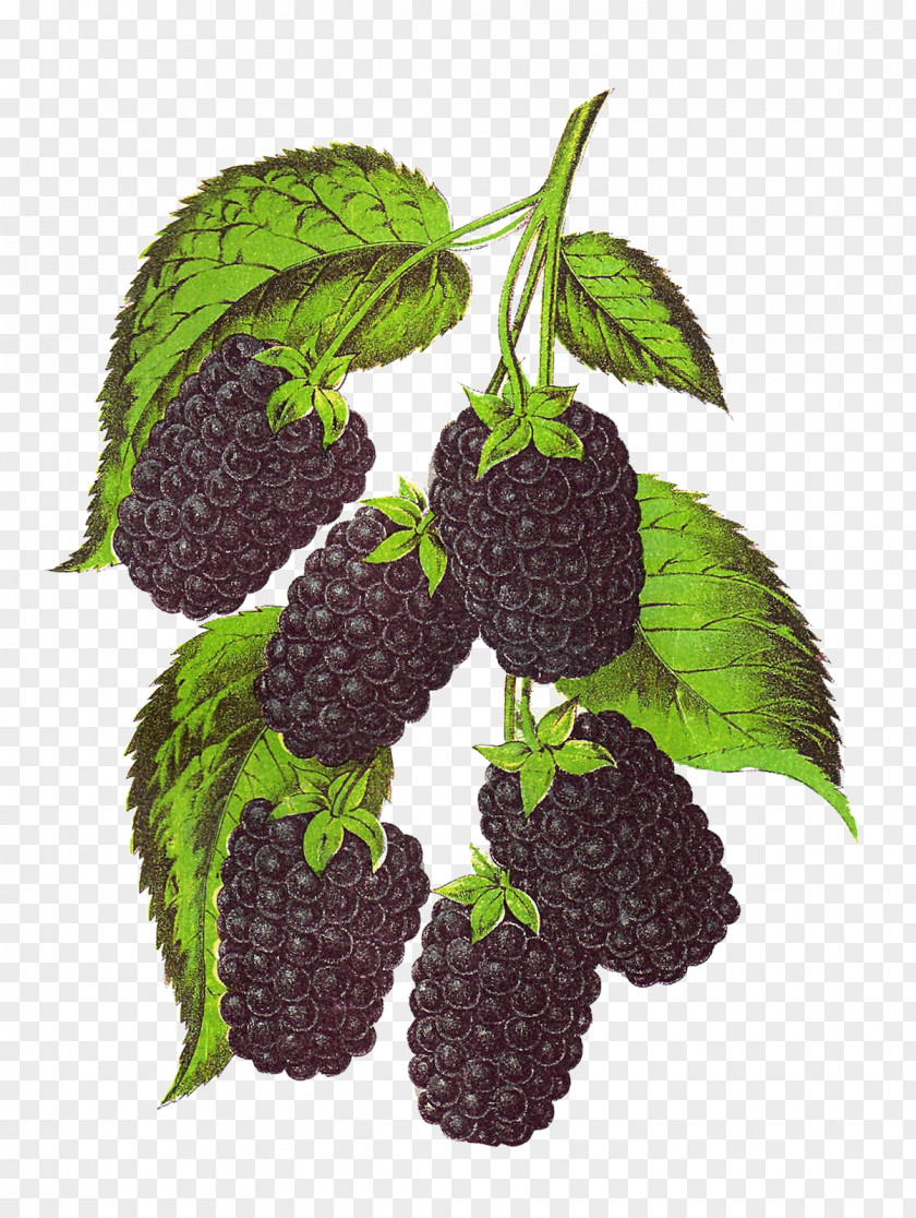 Amla Blackberry Fruit Clip Art PNG