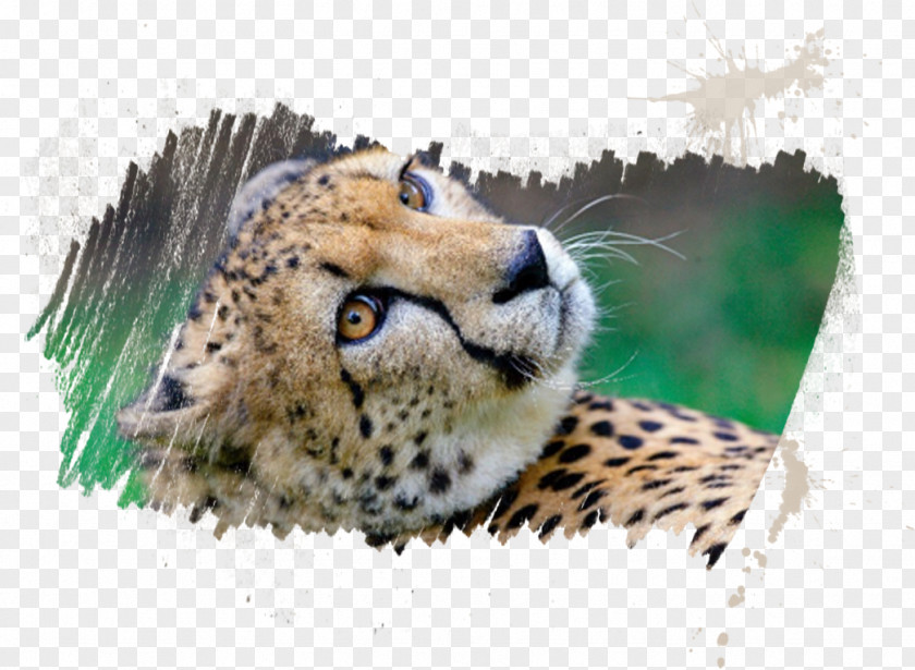 Cheetah Conservation Fund Myrtle Beach Safari Tourist Attraction Whiskers PNG