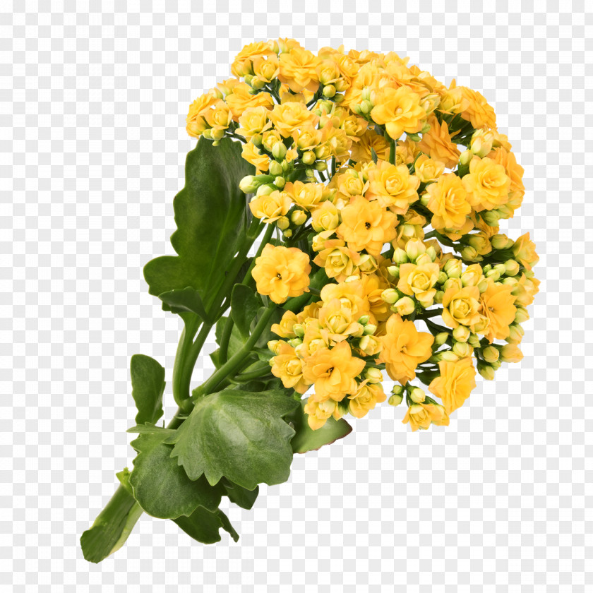 Chrysanthemum Yellow Cut Flowers PNG
