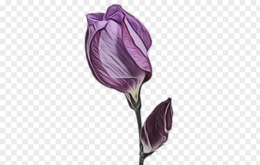 Flower Purple Plant Violet Bud PNG