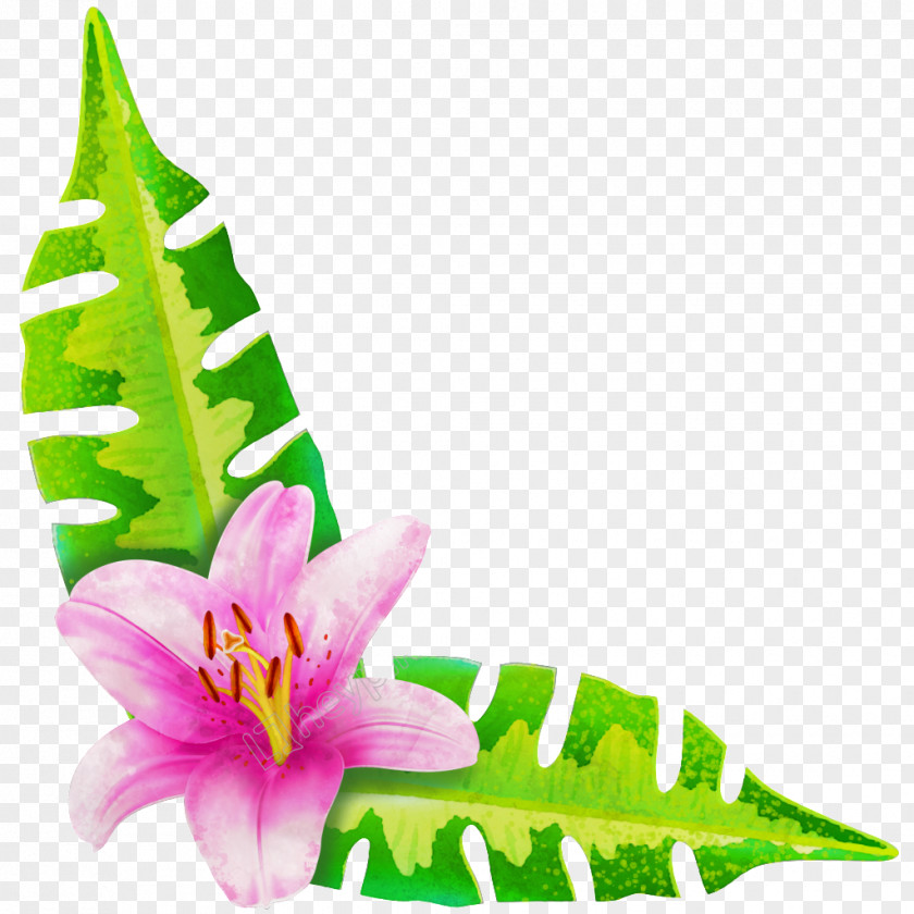 Lily Image Flower Green PNG
