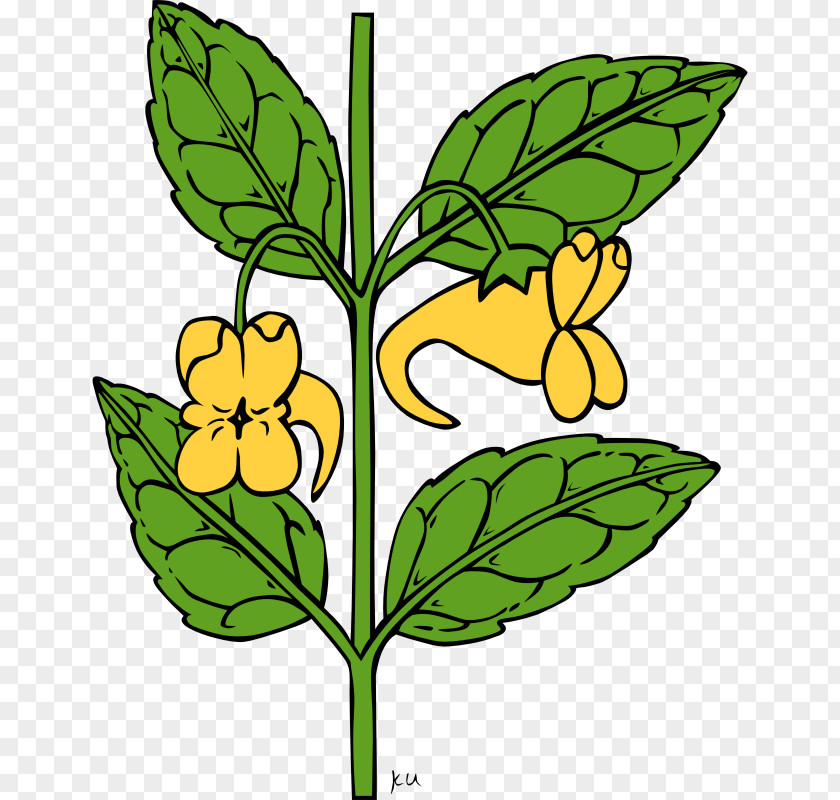 Public Domain Drawings Flower Poppy Plant Clip Art PNG