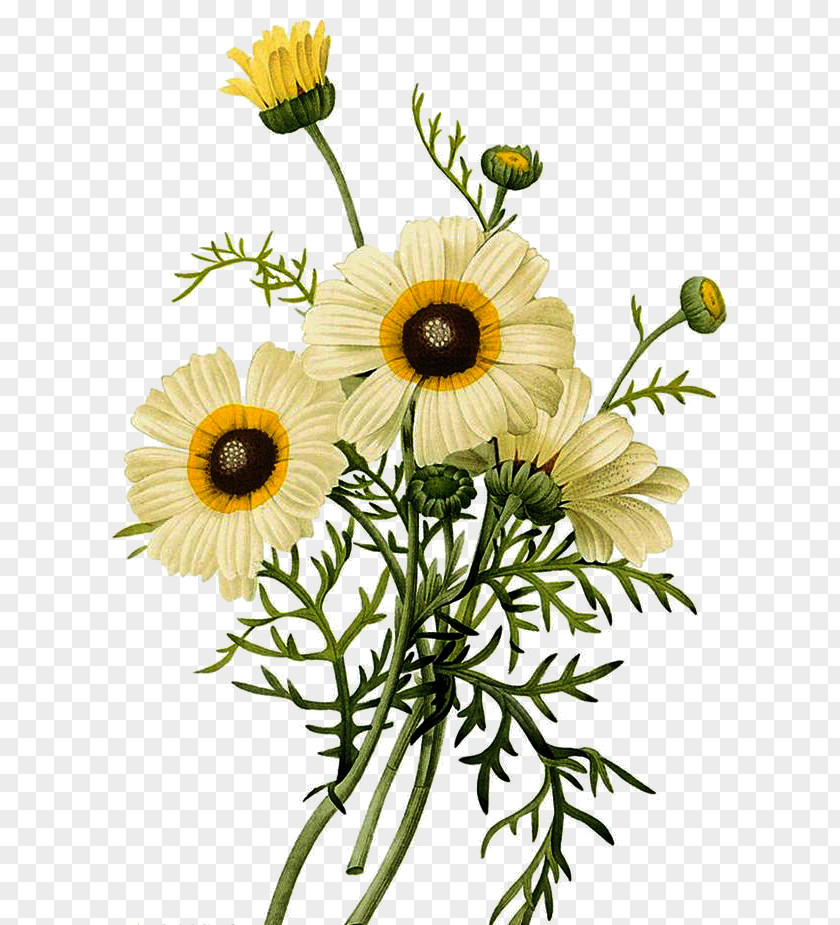Small Chrysanthemum Bouquets Common Daisy Botanical Illustration PNG