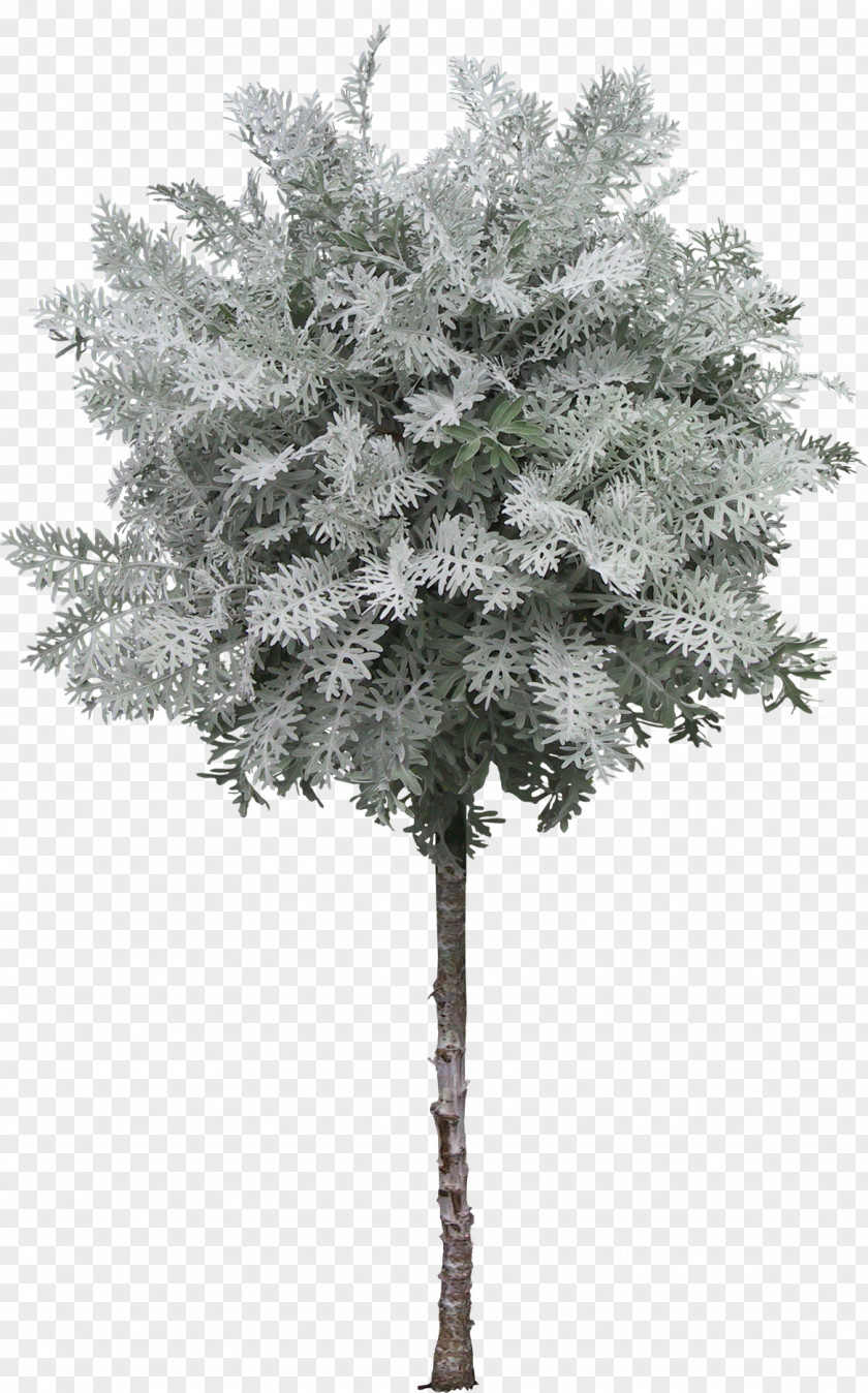 Tree Photography PNG