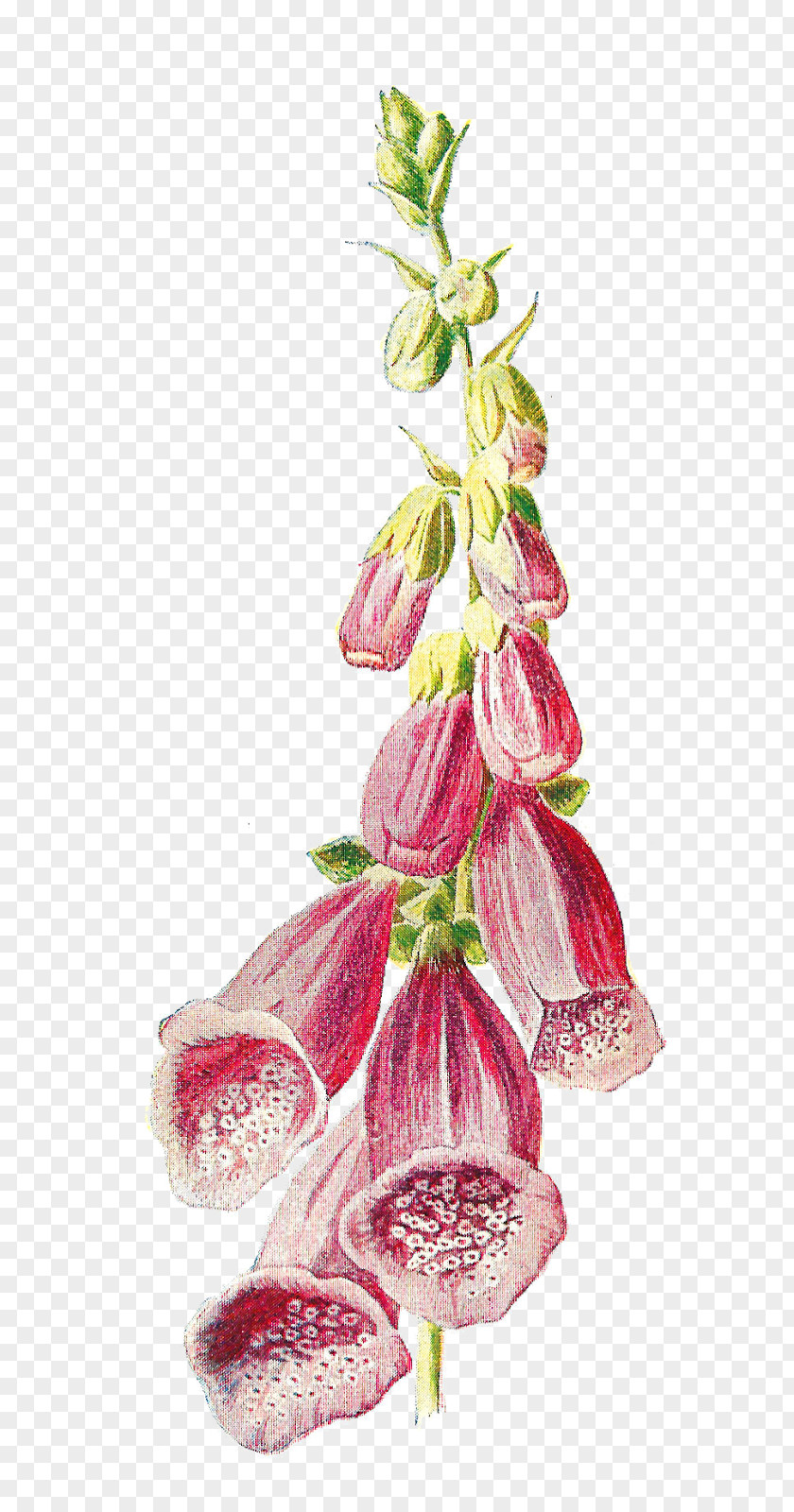 Illustration Digitalis Purpurea Grandiflora Lanata Botanical PNG