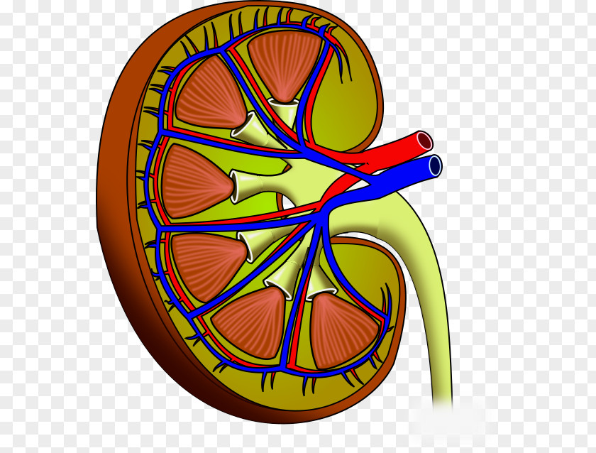 Kidney Stone Chronic Disease Calculus PNG