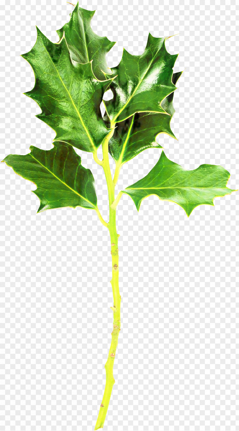 Twig Holly Family Tree Background PNG