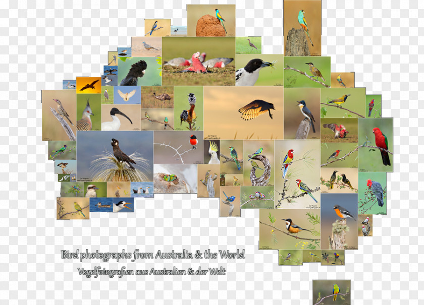 Australia Bird Photography PNG