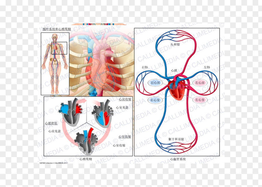 Heart Circulatory System Cardiac Cycle Anatomy Biological Physiology PNG