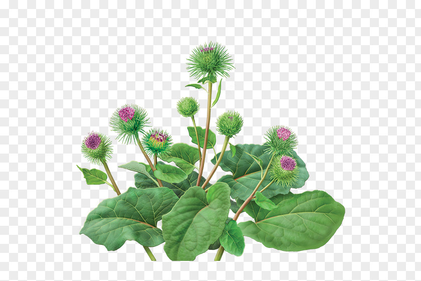 Herbal Greater Burdock Root Herb Liver Botany PNG