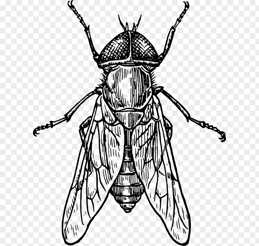 Insect How To Draw Insects Bee Drawing Line Art PNG