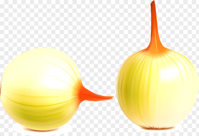 Onion Shallot Vegetable Garlic Ring PNG