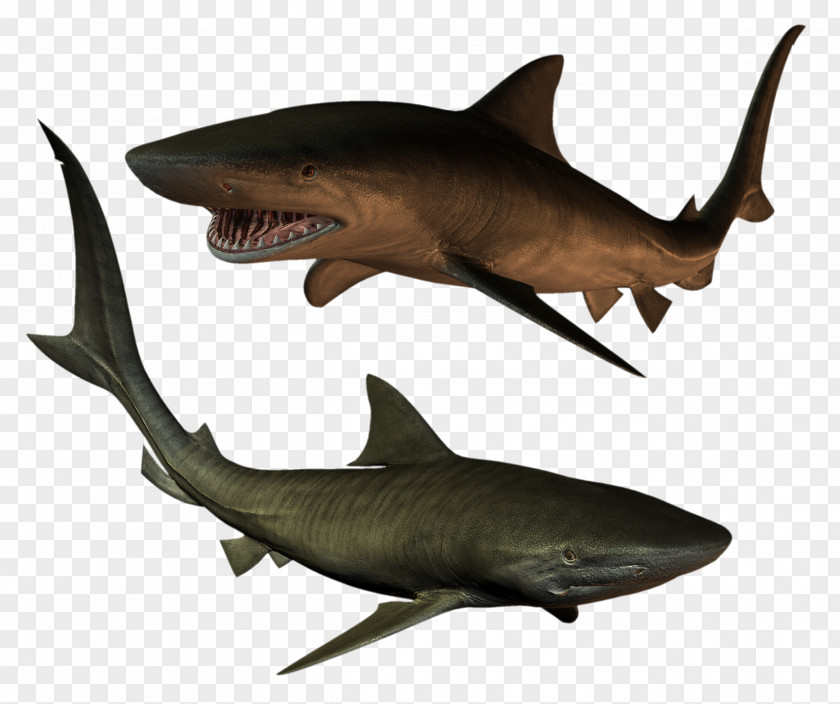 Sharks Tiger Shark Fish Clip Art PNG