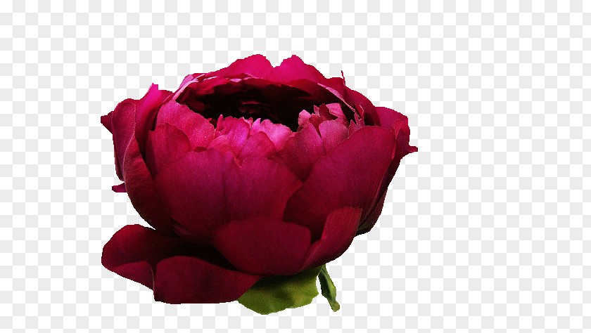 Transparent Flower Garden Roses Cabbage Rose Floribunda Meitu Peony PNG