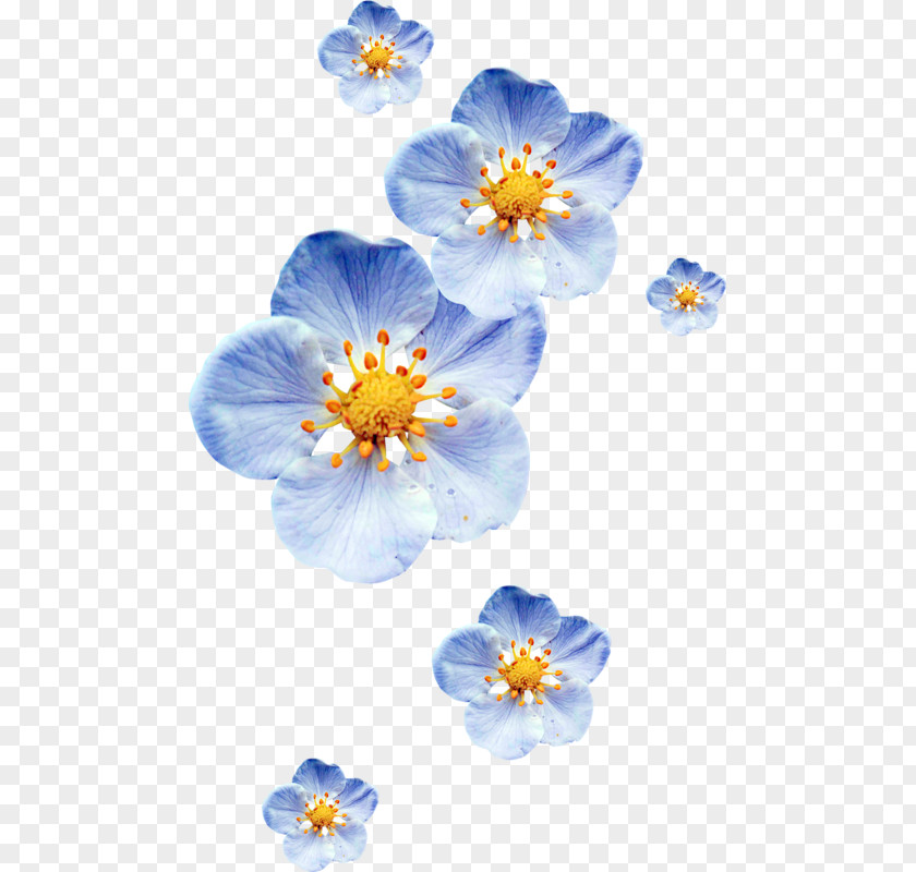 Forget Me Not Flower Petal Blue Color PNG