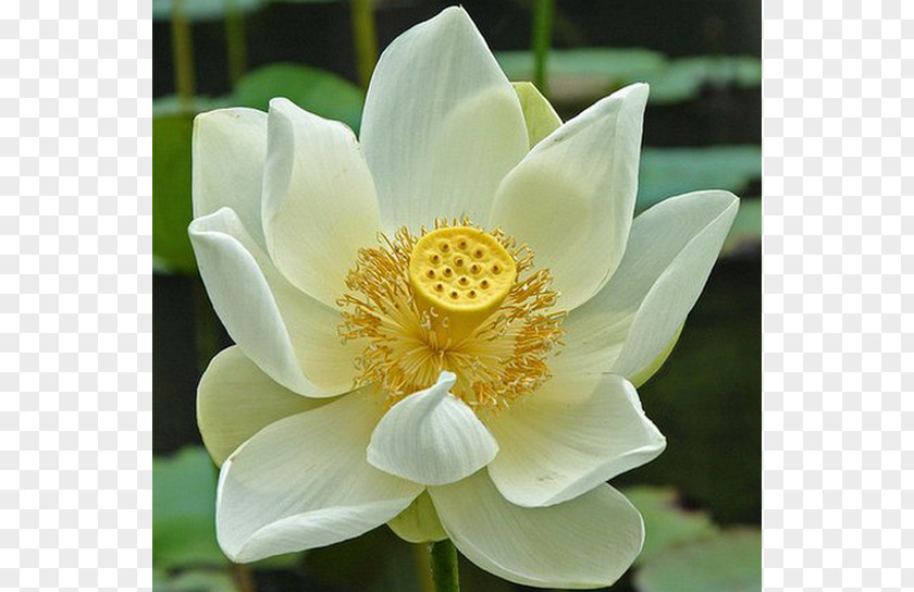 Lotus Flower Plant Symbolism Clip Art PNG