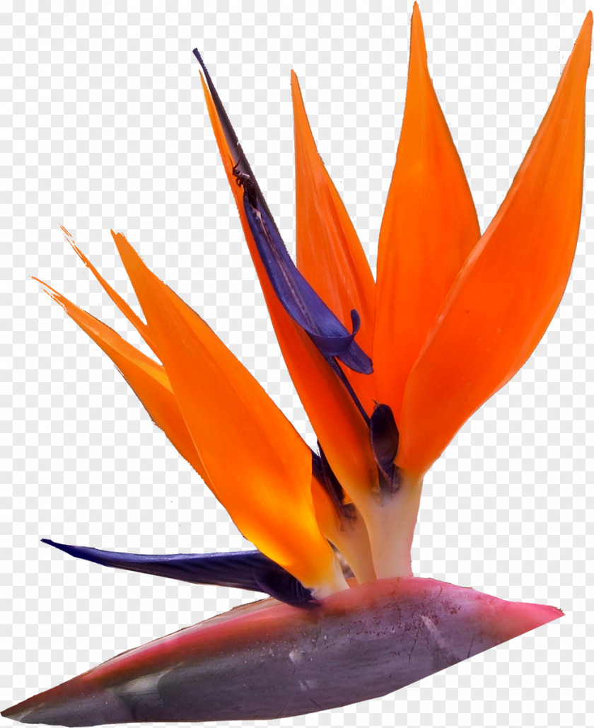 Orange Flower Petal Color Red PNG