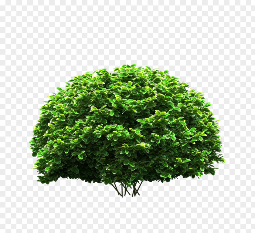 Tree Plan File Image Shrub Download PNG