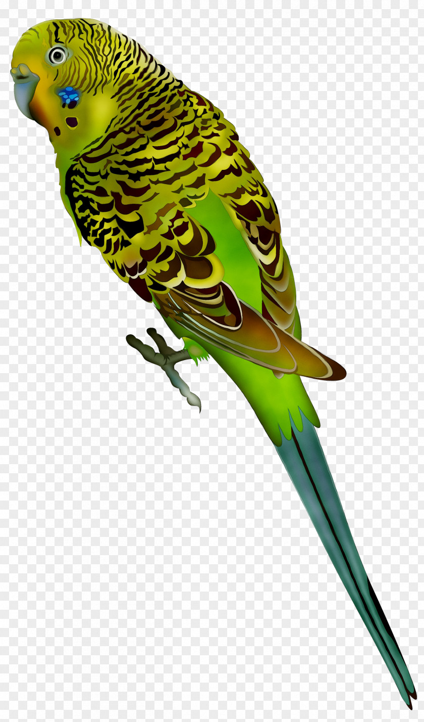 Budgerigar Parrot Bird Parakeet Vector Graphics PNG